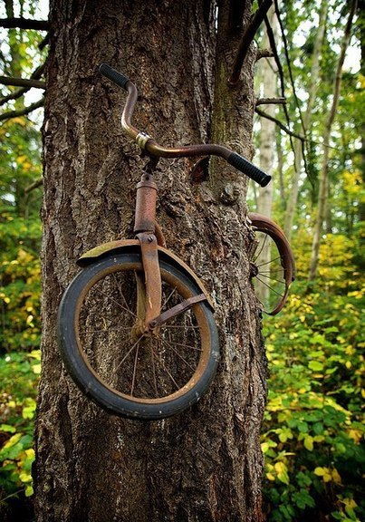 Велосипед вросший в дерево