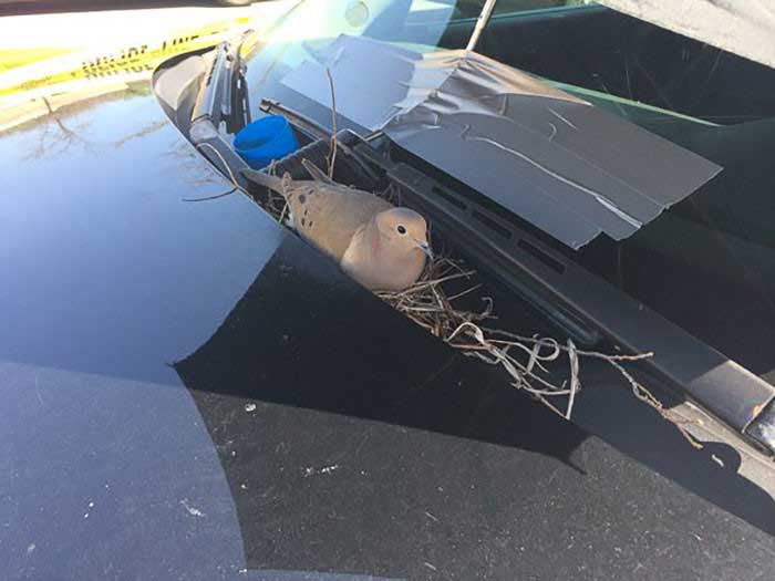Гнездо голубя в полицейской машине