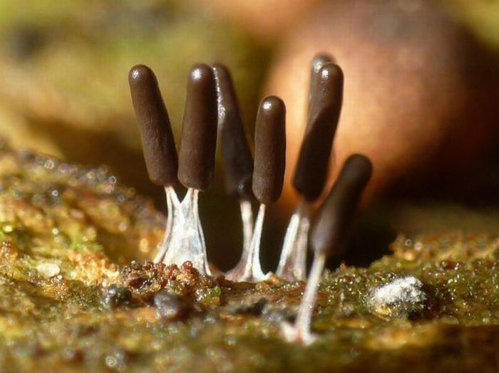 Плесневые грибы - эскимо на палочке