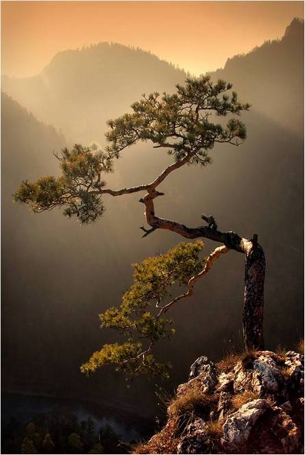 Japan pine-tree