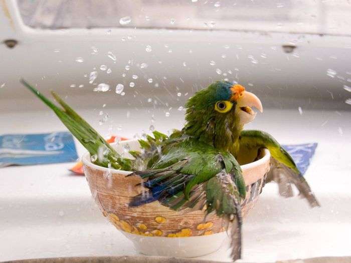 Попугайная ванна
