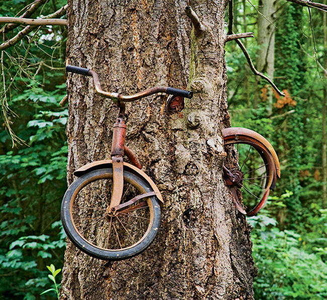 Велосипед внутри дерева