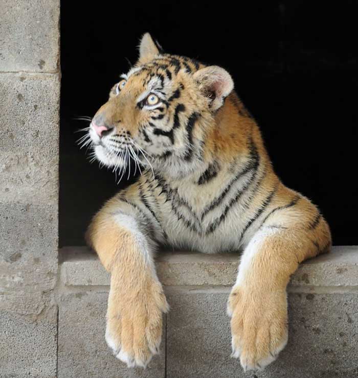 Спасение тигрицы